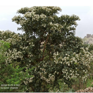 الطنب